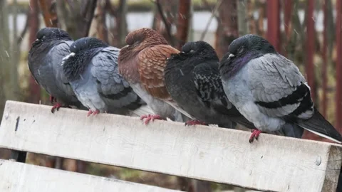 Frozen pigeons are sitting on a bench. Video stock 166226038