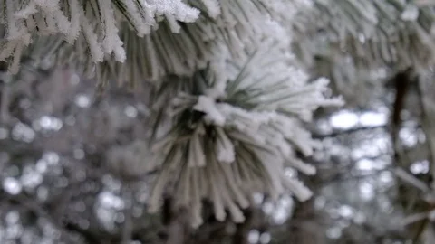 Frozen Pine Boughs Stock Footage 123415894