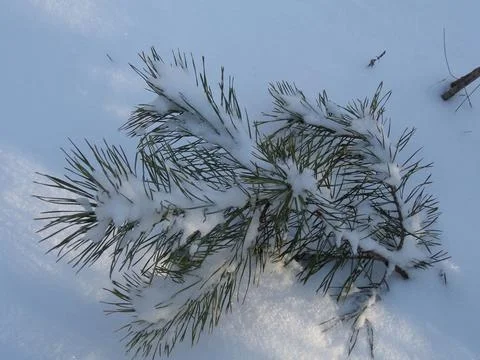 Frozen pine branch in cold winter light 写真素材