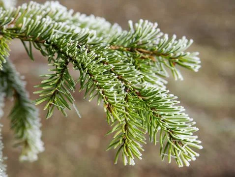 Frozen Pine Branch 库存照片