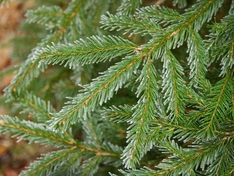 Frozen Pine Branch Stock Photos