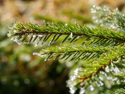 Frozen Pine Branch Stock Photos