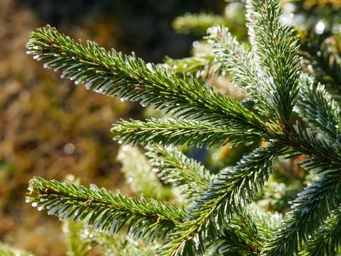 Frozen Pine Branch Stock Photos
