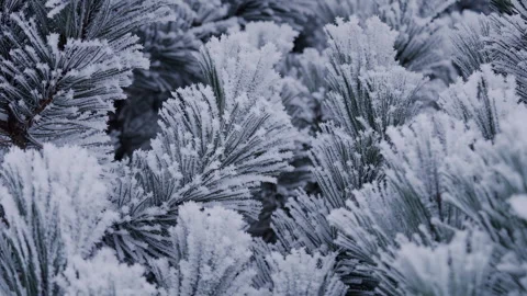 Frozen Pine Branches with Ice Crystals in Winter Stock Footage 327458934