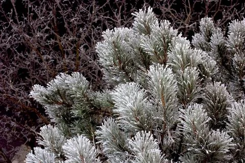 Frozen pine branches in the night Stock Photos