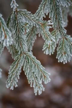 Frozen pine branches Stock Photos