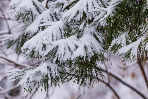 Frozen pine branches in the snow. Tree branches under snow. Snow fir tree bra Stock Photos