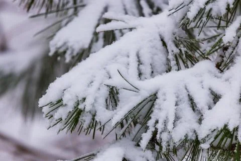 Frozen pine branches in the snow. Tree branches under snow. Snow fir tree bra 스톡 사진