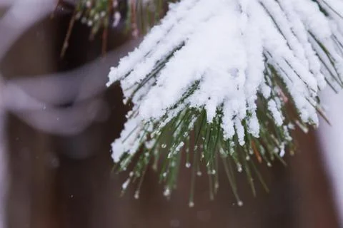 Frozen pine branches in the snow. Tree branches under snow. Snow fir tree bra Stock Photos
