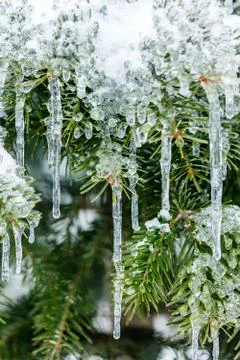 Frozen pine branches in winter Stock Photos