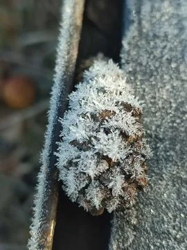 Frozen pine cone  Stock Photos