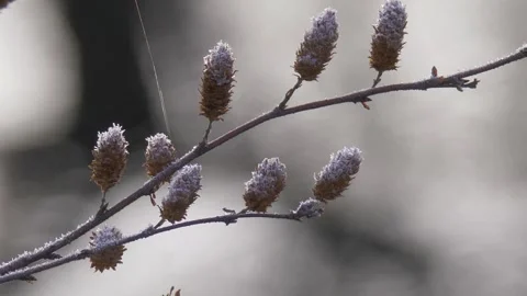 Frozen pine cones close-up Stock Footage 280947163