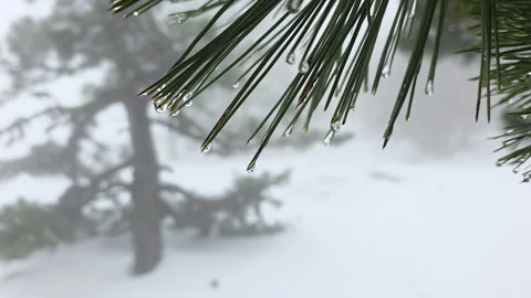 Frozen Pine Droplets. Bright Frost Glistening On Green Tree Needle Tips In Stock Footage 335267738