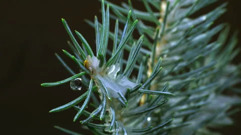 Frozen pine Stock Footage 188330940