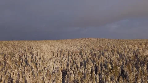 Frozen pine forest captured from above Stockbeeldmateriaal 300172129