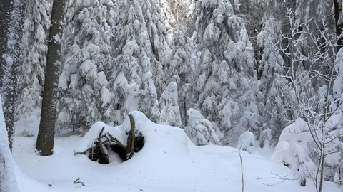Frozen pine forest moving Stock Footage 100698649
