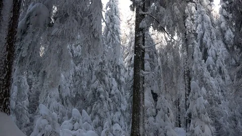 Frozen pine forest moving i Stock Footage 100698690