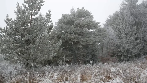 Frozen pine forest pan shot Stock Footage 122671200