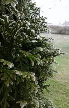 Frozen Pine leaves Stock Photos