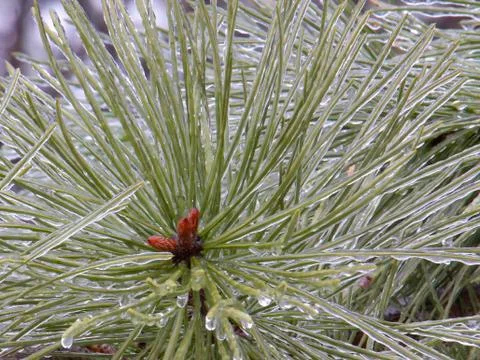 Frozen pine needles up close Stock Photos