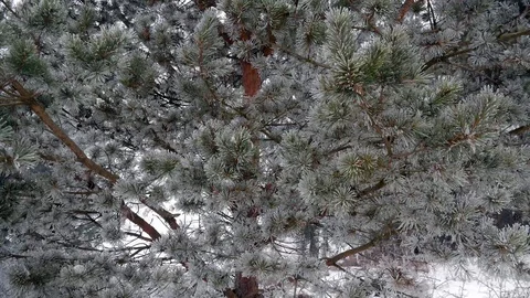 Frozen pine needles Stock Footage 103130146