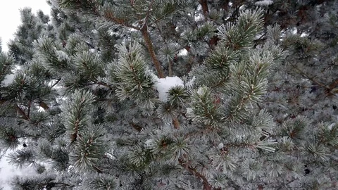 Frozen pine needles Stock Footage 103130158