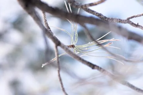 Frozen Pine Needles Stock Photos