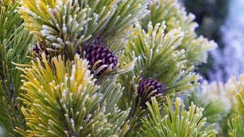 Frozen pine Stock Photos