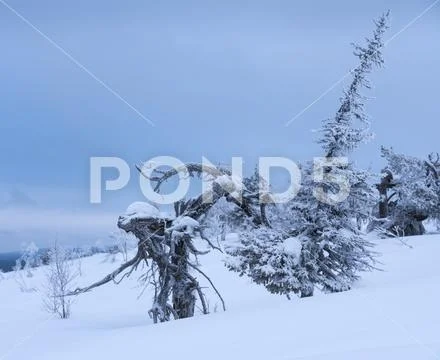 Frozen pine tree with an appearance of a wooden alien creature Stock Photos
