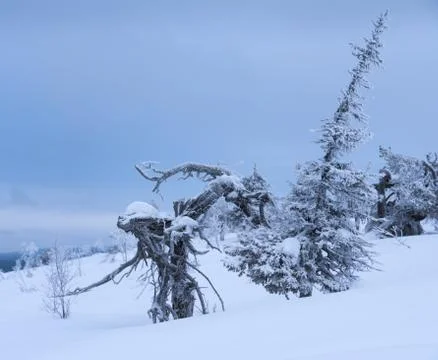 Frozen pine tree with an appearance of a wooden alien creature Stock Photos