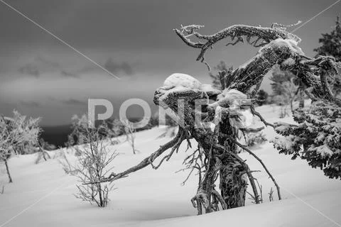 Frozen pine tree with an appearance of a wooden alien creature Stock Photos