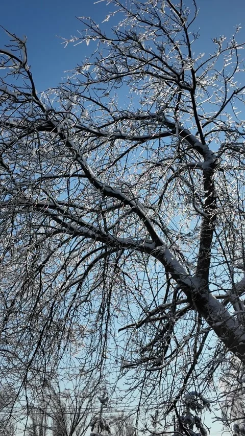 Frozen Pine Tree Branch Covered In Snow And Icicles In Winter Park Video stock 344309884