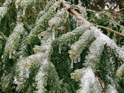 Frozen pine tree branch covered with ice after snowstorm Stock Photos