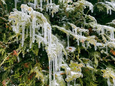 Frozen pine tree branch covered with ice after snowstorm Stock Photos