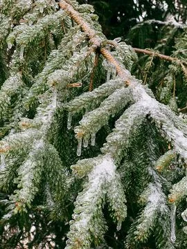 Frozen pine tree branch covered with ice after snowstorm Stock Photos