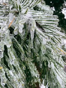 Frozen pine tree branch covered with ice after snowstorm Stock Photos
