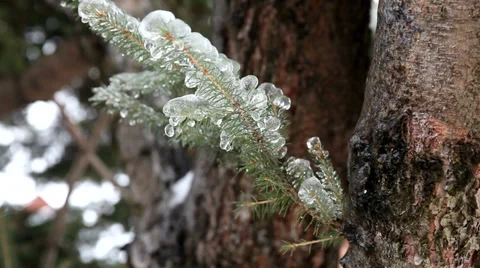 Frozen pine tree closeup in the winter Stock Footage 33736061