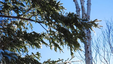 Frozen Pine Tree Stock Footage 87584263