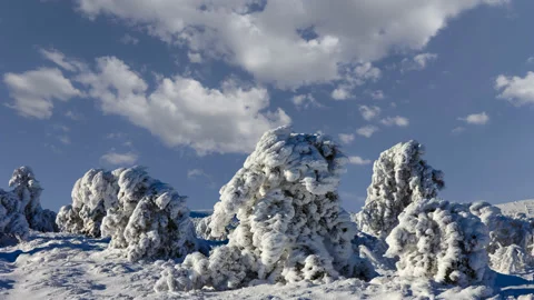 Frozen pine tree forest under cloudy sky time lapse scene Video stock 172343804