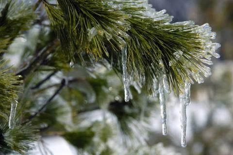 Frozen pine tree Stock Photos