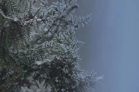 Frozen Pine Tree Stock Photos