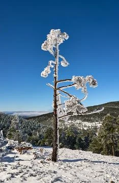 Frozen Pine Tree with Rime Ice in Valdelinares, Teruel, Spain Stock Photos