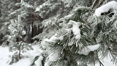 Frozen pine tree in Snow in a beautiful Winter forest Stock-Footage 261039792