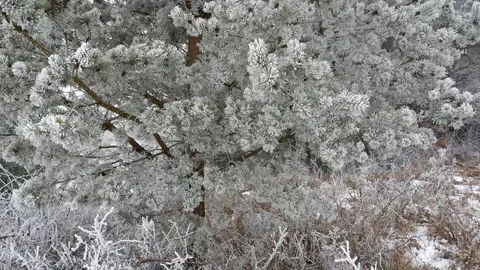 Frozen pine tree tilt shot Stock Footage 122671165