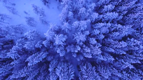 Frozen Pine Tree Tops in Winter Wonderland Stock Footage 346038272