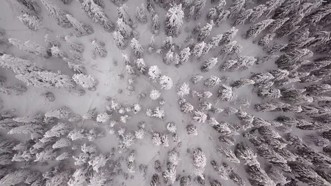 Frozen pine trees from above 動画素材 85567681