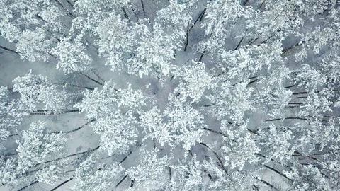 Frozen Pine Trees Covered by Snow in Winter Stock Footage 86203987