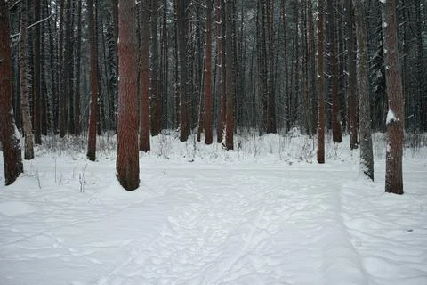 Frozen pine trees Фото