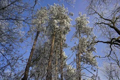 Frozen pine trees reaching for the blue sky in winter forest Stock Photos