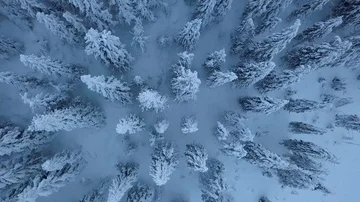 Frozen pine trees seen from above 動画素材 85567657